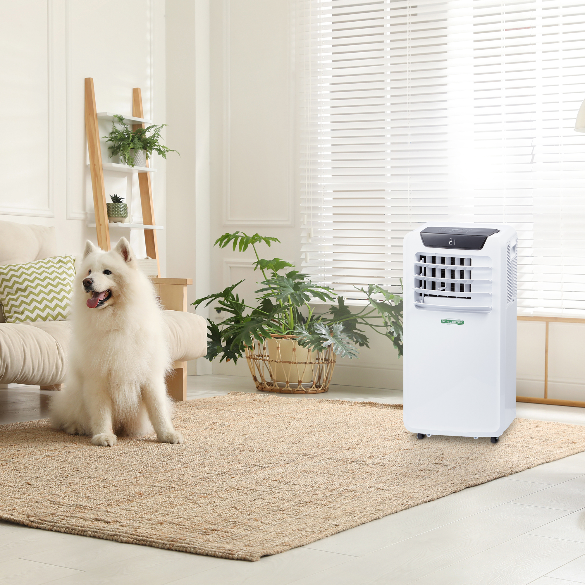 Adorable,Samoyed,Dog,In,Modern,Living,Room